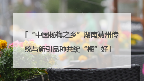 “中国杨梅之乡”湖南靖州传统与新引品种共绽“梅”好