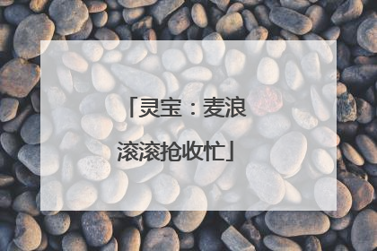 灵宝：麦浪滚滚抢收忙