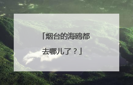 烟台的海鸥都去哪儿了？