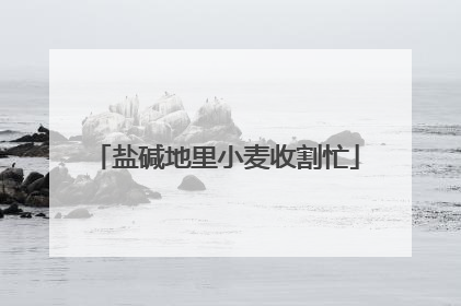 盐碱地里小麦收割忙