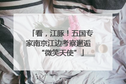 看，江豚！五国专家南京江边考察邂逅“微笑天使”