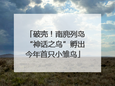 破壳！南麂列岛“神话之鸟”孵出今年首只小雏鸟