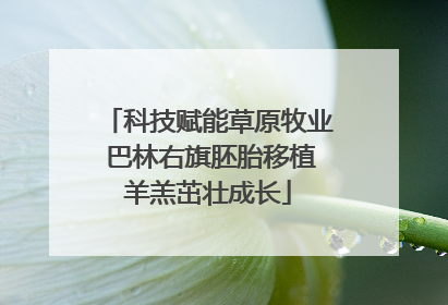 科技赋能草原牧业 巴林右旗胚胎移植羊羔茁壮成长