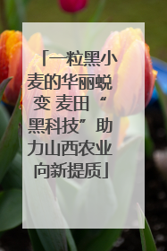 一粒黑小麦的华丽蜕变 麦田“黑科技”助力山西农业向新提质
