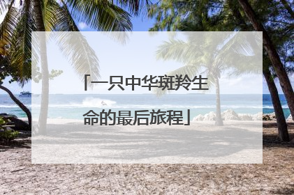 一只中华斑羚生命的最后旅程