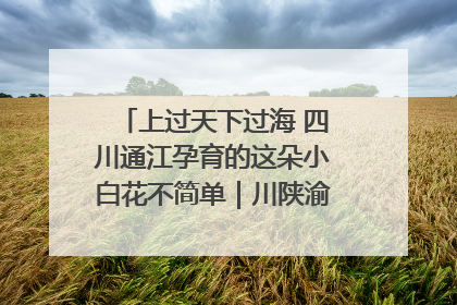 上过天下过海 四川通江孕育的这朵小白花不简单｜川陕渝网络名人巴中行