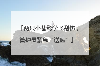 两只小苍鹭学飞刮伤，管护员紧急“送医”