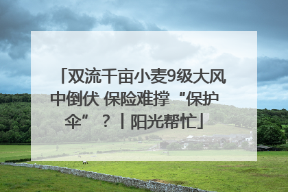 双流千亩小麦9级大风中倒伏 保险难撑“保护伞”？丨阳光帮忙