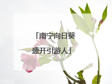 南宁向日葵盛开引游人