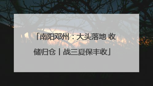 南阳邓州：大头落地 收储归仓丨战三夏保丰收