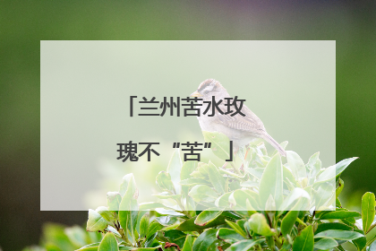 兰州苦水玫瑰不“苦”