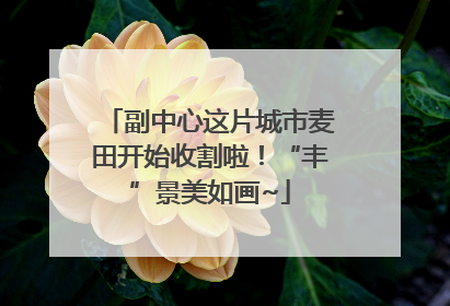 副中心这片城市麦田开始收割啦！“丰”景美如画~