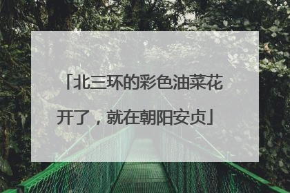 北三环的彩色油菜花开了，就在朝阳安贞
