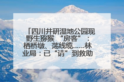 四川井研湿地公园现野生猕猴 “房客”：栖桥墩、荡线缆……林业局：已“请”到救助站，将放归自然