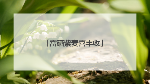 富硒紫麦喜丰收