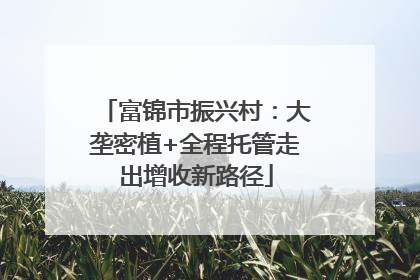 富锦市振兴村：大垄密植+全程托管走出增收新路径