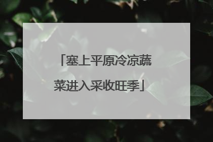 塞上平原冷凉蔬菜进入采收旺季