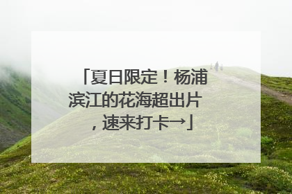 夏日限定！杨浦滨江的花海超出片，速来打卡→