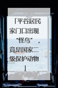 平谷居民家门口出现“怪鸟”，竟是国家二级保护动物
