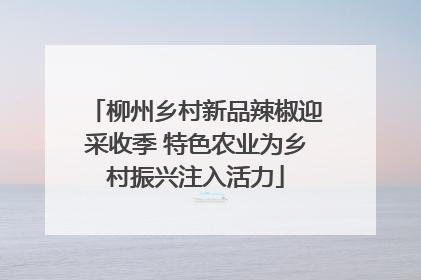 柳州乡村新品辣椒迎采收季 特色农业为乡村振兴注入活力