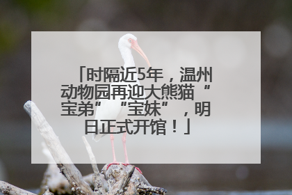 时隔近5年，温州动物园再迎大熊猫“宝弟”“宝妹”，明日正式开馆！