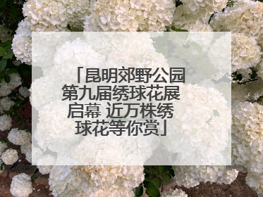 昆明郊野公园第九届绣球花展启幕 近万株绣球花等你赏