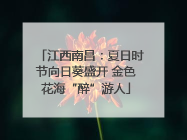 江西南昌：夏日时节向日葵盛开 金色花海“醉”游人