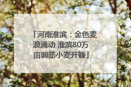 河南淮滨：金色麦浪涌动 淮滨80万亩弱筋小麦开镰