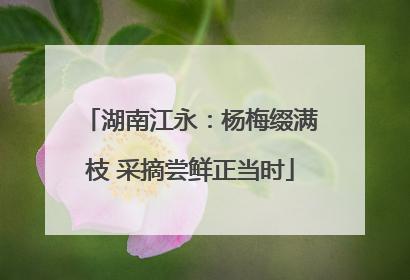 湖南江永：杨梅缀满枝 采摘尝鲜正当时
