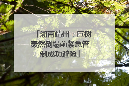 湖南靖州：巨树轰然倒塌前紧急管制成功避险