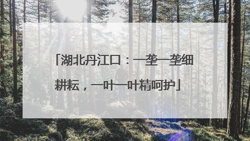湖北丹江口：一垄一垄细耕耘，一叶一叶精呵护