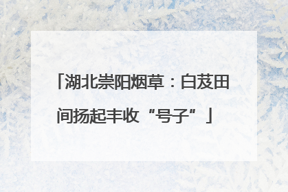 湖北崇阳烟草：白芨田间扬起丰收“号子”