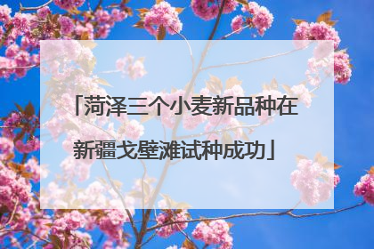 菏泽三个小麦新品种在新疆戈壁滩试种成功