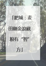 肥城：麦田翻金浪藏粮有“智”方