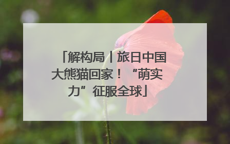 解构局丨旅日中国大熊猫回家！“萌实力”征服全球