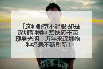 这种野草不起眼 却是深圳新物种 密穗砖子苗现身光明，近年来深圳物种名录不断刷新