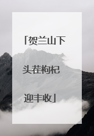 贺兰山下 头茬枸杞迎丰收