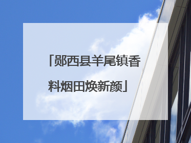 郧西县羊尾镇香料烟田焕新颜