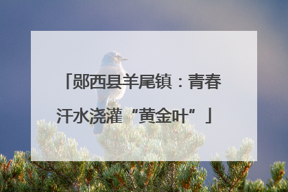 郧西县羊尾镇：青春汗水浇灌“黄金叶”