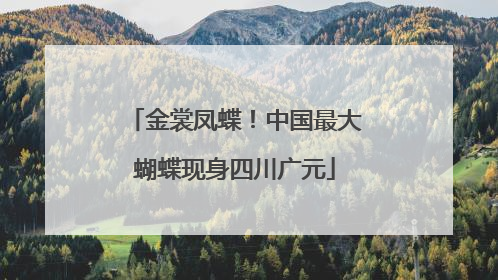 金裳凤蝶！中国最大蝴蝶现身四川广元