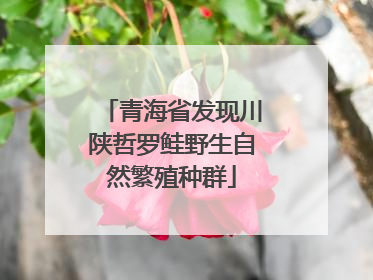 青海省发现川陕哲罗鲑野生自然繁殖种群
