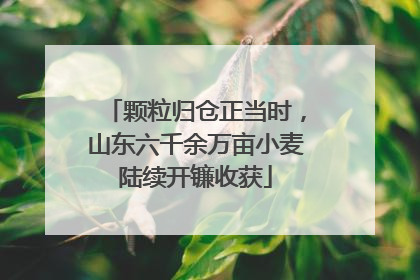 颗粒归仓正当时，山东六千余万亩小麦陆续开镰收获
