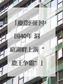 麋鹿回归中国40年 洞庭湖畔上演“鹿王争霸”